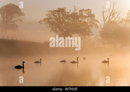 Le Cygne tuberculé (Cygnus olor) se découpant sur l'eau au lever du soleil sur matin brumeux, Felbrigg, Norfolk, Novembre Banque D'Images