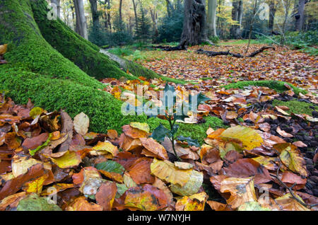 Holly d arbre (Ilex aquifolium) parmi les feuilles d'automne à la base de hêtre (Fagus sylvatica) Norfolk, Novembre Banque D'Images