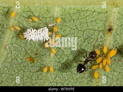 Ant (Crematogaster) participant à l'Asclépiade (laurier-rose / pucerons Aphis nerii) sous une asclépiade (Asclepias lanceolata) feuille, avec ladybird (Scymnini sombre des larves), Philadelphia, USA, juillet. Banque D'Images