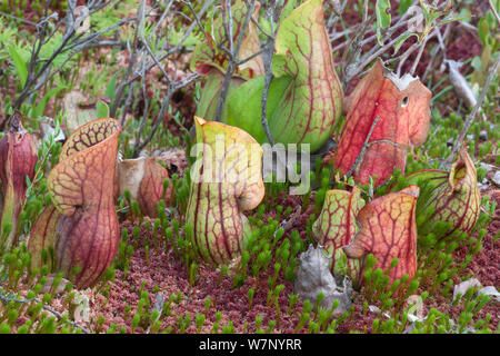 La sarracénie pourpre (Sarracenia purpurea), Adirondack Park, New York, USA, septembre. Banque D'Images