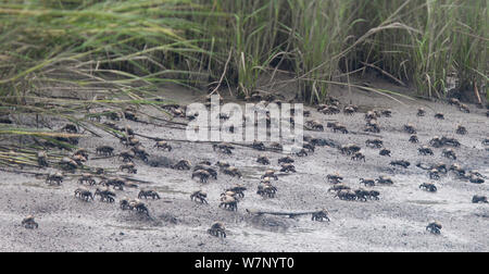 Grand groupe de transmission rouge (les crabes violonistes Uca minax) sur une vasière, Stowe Creek, Comté de Salem, New Jersey, USA, août. Banque D'Images