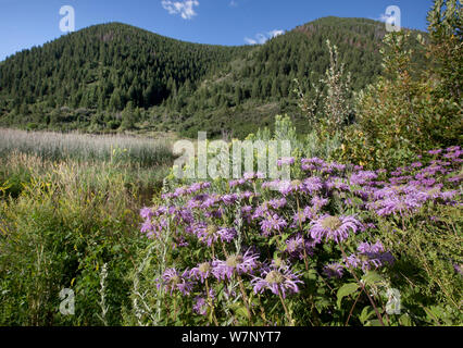 La monarde fistuleuse (Monarda fistulosa) en fleur, Colorado, USA, août. Banque D'Images