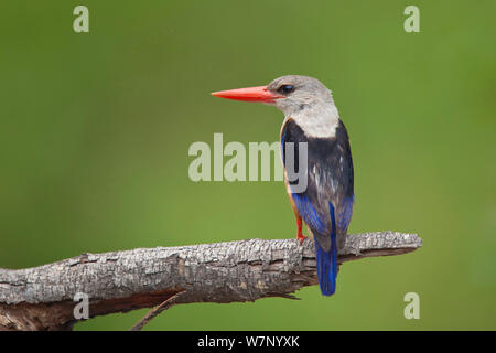 Tête grise (Halcyon leucocephala martin-pêcheur), également connu sous le nom de the Chestnut-bellied Kingfisher, perché sur une branche près de la rivière Letaba, Kruger National Park, Afrique du Sud, décembre Banque D'Images