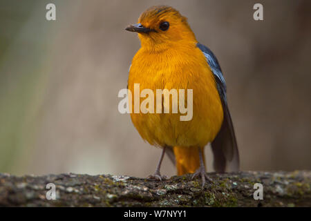 Natal/ Robin Robin plafonné rouge chat (Cossypha natalensis), Hluhluwe Imfolozi Park.Août Afrique du Sud Banque D'Images