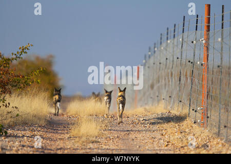 Lycaons (Lycaon pictus) pack à la proie le long de la frontière de la Vénétie clôturé Réserve naturelle du Limpopo, Afrique du Sud. Les chiens sauvages africains stratégiquement vers des proies souvent chase jeu clôtures lors de la chasse. Cette technique aide les plus petits emballages capturent des proies. Banque D'Images