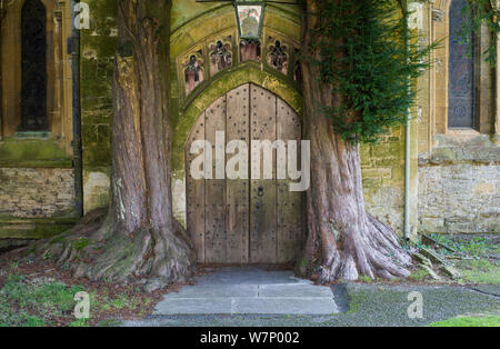 Vue de la porte de l'église l'église St Andrews ar, Stow on the Wold, avec jeunes adultes if (Taxus baccata) et d'autre de la porte, Gloucestershire, Angleterre, octobre 2010 Banque D'Images