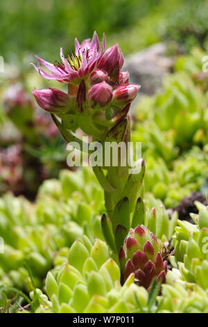 Houseleek Sempervivum montanum (montagne des Pyrénées), Espagne, juillet Banque D'Images