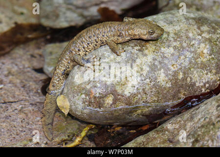 Ruisseau des Pyrénées Calotriton asper (salamandre) grimper sur un rocher d'un petit ruisseau, Pyrénées, Province de Barcelone, Espagne, juillet Banque D'Images