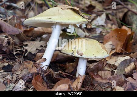 La mort (Amanita phalloides) Province de Lleida, Pyrénées, Espagne, Octobre Banque D'Images