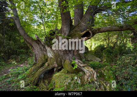 Sweet antique châtaignier (Castanea sativa) Province de Gérone, de Rocacorba, Espagne, Mai Banque D'Images