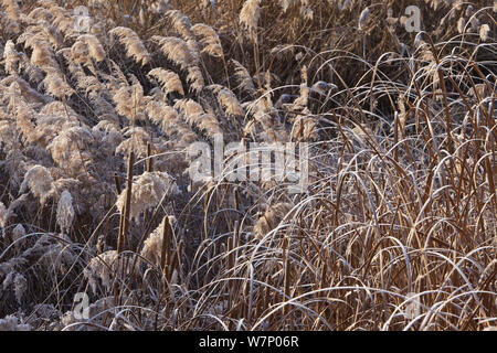 La végétation avec des quenouilles (Typha) et roseaux entourant le lac Ivars givrée en hiver, province de Lleida, Espagne, janvier Banque D'Images