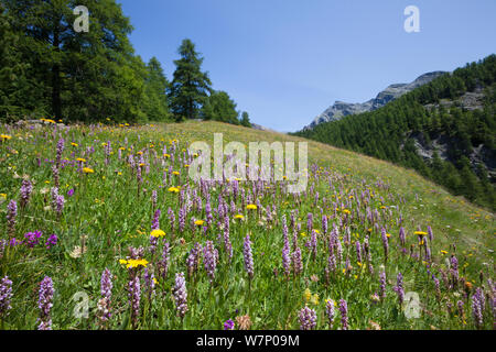 Orchidées parfumées (Gymnadenia conopsea) en fleurs en prairie alpine en Vallée d'Aoste, massif du Monte Rosa, Alpes Pennines, Italie. Juillet. Banque D'Images