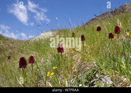 Orchidée vanille noire (Gymnadenia nigra) en fleurs en Vallée d'Aoste, massif du Monte Rosa, Alpes Pennines, Italie. Juillet. Banque D'Images