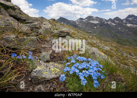 Le roi des Alpes (Eritrichium nanum) croissant sur les montagne. Vallée d'Aoste, massif du Monte Rosa, Alpes Pennines, Italie. Juillet. Banque D'Images