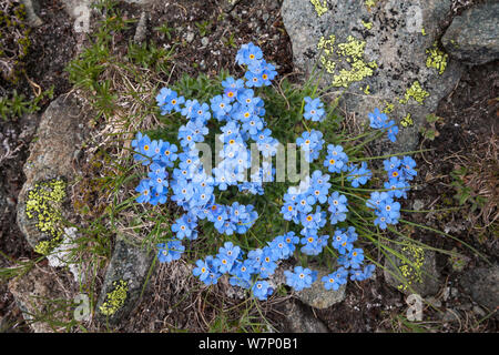 Le roi des Alpes (Eritrichium nanum) croissant sur montagne, vallée d'Aoste, massif du Monte Rosa, Alpes Pennines, Italie. Juillet. Banque D'Images