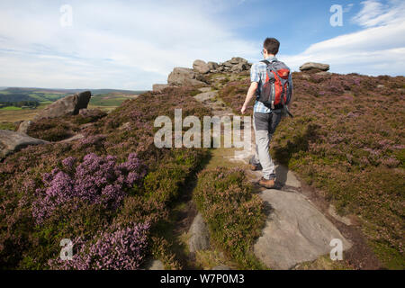 Homme marchant sur plus Owler Tor avec Heather en fleur, Peak District National Park, South Yorkshire, UK. Septembre 2012 Banque D'Images