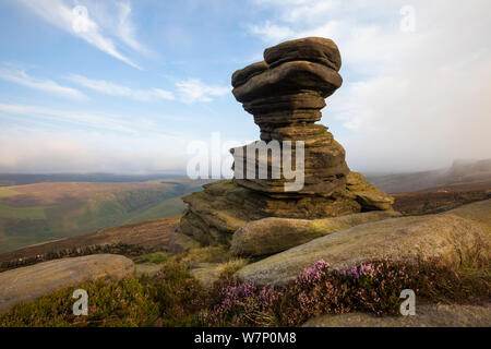 Un boulet de sable connu sous le nom de l''Sel' Cave sur le bord de la Derwent, avec bruyère commune (Calluna vulgaris) en fleur, parc national de Peak District, Derbyshire, Royaume-Uni. Septembre. Banque D'Images