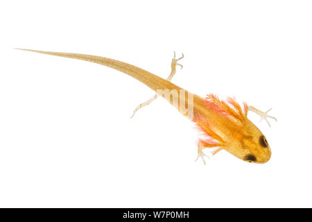 Tétard Triton tacheté (Triturus vulgaris) Vue aérienne photographié sur un backgrond blanc. Le Derbyshire, Royaume-Uni. En août. Banque D'Images