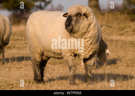 Merino / moutons à face noire, ram, Lintlberg, comté de Kelheim, Bavière, Allemagne Banque D'Images