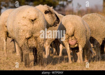 Merino / moutons à face noire, Lintlberg, ram et brebis, comté de Kelheim, Bavière, Allemagne Banque D'Images