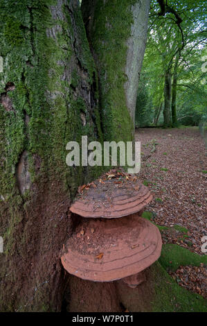 Le sud du champignon (Ganoderma australe) croissant sur un ancien Hêtre (Northofagus) arbre, Sussex, England, UK, octobre. Banque D'Images