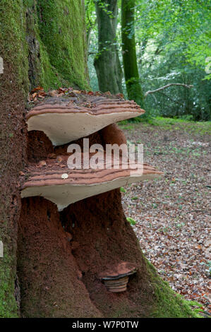 Le sud du champignon (Ganoderma australe) croissant sur un ancien Hêtre (Northofagus) arbre, Sussex, England, UK, octobre. Banque D'Images