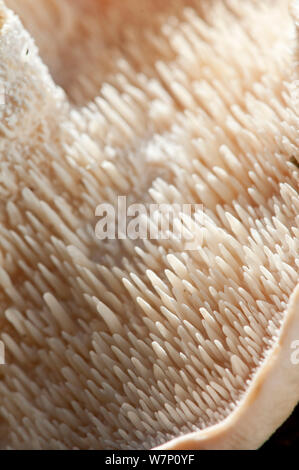 Close up de la face inférieure d'un hérisson en bois champignon (Hydnum repandum), montrant ses dents-comme des structures porteuses de spores, Surrey, Angleterre, Royaume-Uni, octobre. Banque D'Images