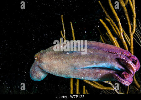 Un Caraïbes reef octopus (Octopus briareus) nager à travers la mer de frai d'accouplement (Pseudoplexaura) la nuit, East End, Grand Cayman, Cayman Islands, British West Indies, mer des Caraïbes. Banque D'Images