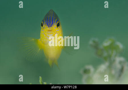 Portrait d'un Beaugregory (poissons Stegastes leucostictus) dans les eaux peu profondes, East End, Grand Cayman, Cayman Islands, British West Indies, mer des Caraïbes. Banque D'Images