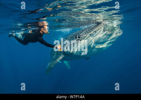 Un plongeur lui-même des films de natation avec une alimentation par filtration requin-baleine (Rhincodon typus), Isla Mujeres, Quintana Roo, Yucatan, Mexique, la mer des Caraïbes. Banque D'Images