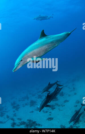 Pod de grands dauphins (Tursiops truncatus), Abu Nuhas, détroit de Gubal, Egypte, Mer Rouge. Banque D'Images