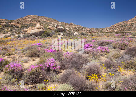 Réserve Naturelle Goegap ; plantes faible floraison dans paysage aride. Springbok, Afrique du Sud, octobre 2012. Banque D'Images