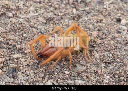 Araignée chameau / vent / Soleil Scorpion araignée (Solifugae). L'Afrique du Sud, octobre 2012. Banque D'Images