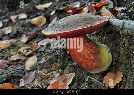 Tige en pointillés Bolet (Boletus erythropus / erythropus) croissant en forêt en automne, Belgique, octobre Banque D'Images