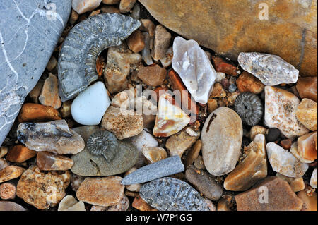 Les fossiles d'ammonites et bélemnites sur plage de galets près de Lyme Regis le long de la Côte Jurassique, Dorset, UK, Novembre 2012 Banque D'Images