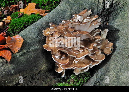 Poule des bois champignon (Grifola frondosa) croissant à partir de la base d'un arbre en forêt d'automne, Belgique, octobre Banque D'Images