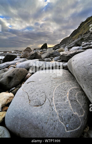 Grande ammonite combustibles intégré dans Pinhay au rocher sur la plage près de la baie de Lyme Regis le long de la Côte Jurassique, Dorset, UK, Novembre 2012 Banque D'Images