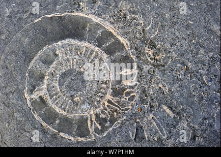 Grande ammonite combustibles intégré dans Pinhay au rocher sur la plage près de la baie de Lyme Regis le long de la Côte Jurassique, Dorset, UK, Novembre 2012 Banque D'Images