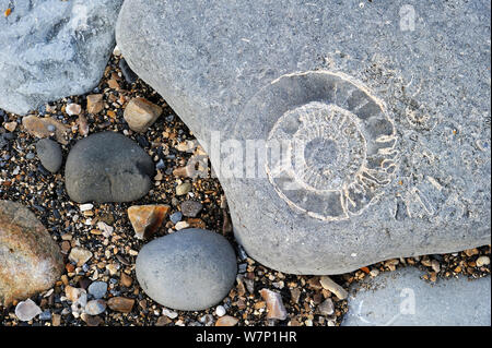 Grande ammonite combustibles intégré dans Pinhay au rocher sur la plage près de la baie de Lyme Regis le long de la Côte Jurassique, Dorset, UK, Novembre 2012 Banque D'Images