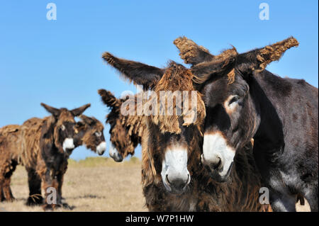 Les ânes du Poitou (Equus asinus) avec shaggy imperméables en champ sur l'île Ile de Ré, Charente-Maritime, France, septembre 2012 Banque D'Images