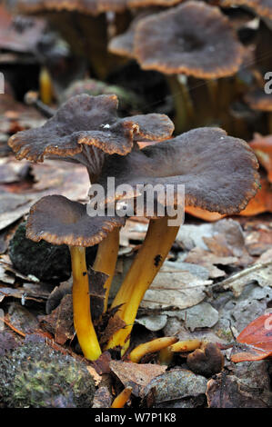 Chanterelle trompette / blanches Yellow Foot / HIVER / champignons Chanterelle (Cantharellus tubaeformis entonnoir) croissant dans la litière sur sol de la forêt en automne, Belgique, octobre Banque D'Images