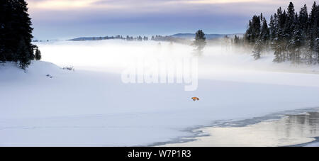 Le renard roux (Vulpes vulpes) en paysage d'hiver. La neige a couvert rives de la rivière Yellowstone congelés avec la Hayden Valley derrière. Le Parc National de Yellowstone, Wyoming, USA. Composite numérique. Banque D'Images