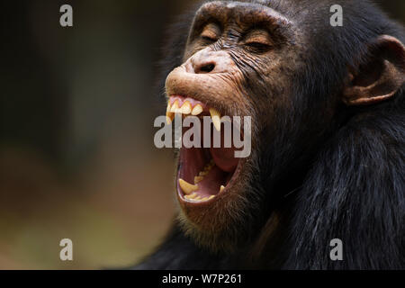 Chimpazee ouest (Pan troglodytes verus) jeune mâle "Jeje" âgé de 13 ans le bâillement portrait. Bossou Forêt, Mont Nimba, en Guinée. Janvier 2011. Banque D'Images