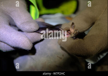 Myotis chauve-souris probablement une chauve-souris de Natterer (Myotis nattereri), tenue dans la main d'un chercheur, Kent, Royaume-Uni, septembre 2010 Banque D'Images