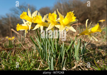 Les jonquilles sauvages (Narcissus pseudonarcissus) floraison sur bord de forêt, bois Dunsdon Devon Wildlife Trust, Dartmoor National Park, Devon, Angleterre, Royaume-Uni, mars. Banque D'Images