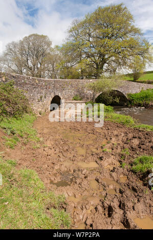 Le mauvais entretien des rivières, érodée par les bovins, boueux et polluant l'eau, rivière du Nord, Petherwin Budleigh Salterton, Launceston, Cornwall, UK. Avril 2012. Banque D'Images