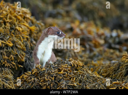 Hermine (Mustela erminea) sur l'estran entre les bladderrack les algues, Conwy, Pays de Galles, Royaume-Uni, juin. Banque D'Images