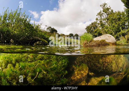 Split-level sur la rivière Leith, montrant l'eau-crowfoot (Ranunculus fluitans subsp. penicillatus) croissant sous l'eau, Cumbria, Angleterre, Royaume-Uni, septembre. Banque D'Images