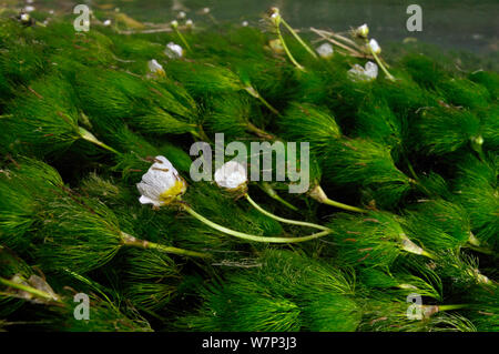 L'eau-crowfoot (Ranunculus fluitans subsp. penicillatus) sous-marine à fleurs, Cumbria, Angleterre, Royaume-Uni, septembre. Banque D'Images