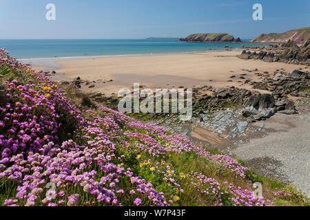 L'épargne / Sea Rose (Armeria maritima) la floraison sur les falaises au-dessus du château de Manorbier, Pembrokeshire Coast National Park, au Pays de Galles, Royaume-Uni, mai 2012. Banque D'Images